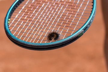 Bild 39 - RL TC an der Schirnau - SV Zehlendorfer Wespen : Ergebnis: 9:0